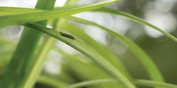That’s not a blade of grass — It’s a Freescale Internet of Things chip