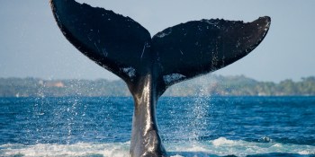 Find the whales: How ID unification unlocks 30% more revenue (webinar)