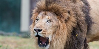 7 marketing hacks to roar through the downturn