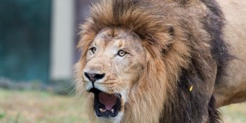 7 marketing hacks to roar through the downturn