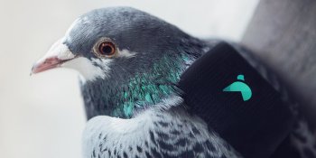 Twitter and Paris’ Plume Labs launch pigeons with air pollution sensors over skies of London