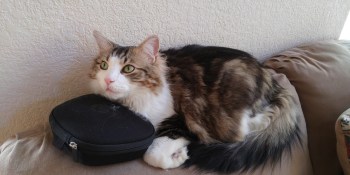 I sat on my cat because of VR