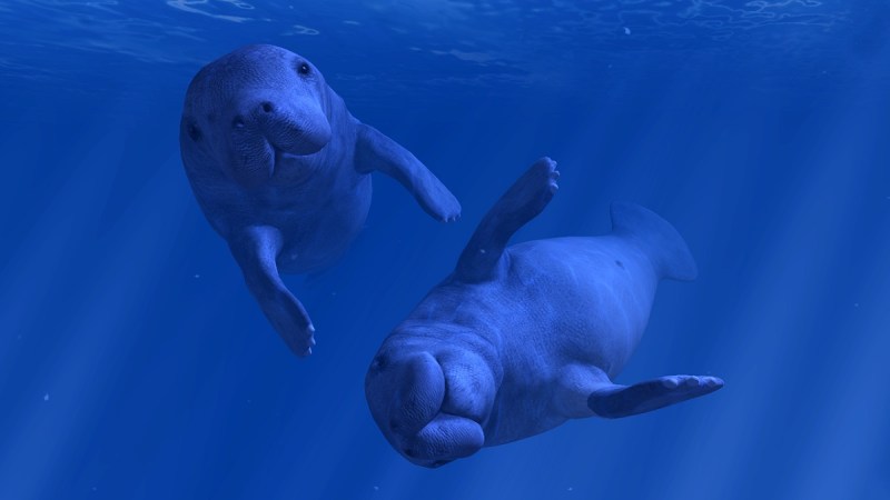 Manatees in Ocean Rift