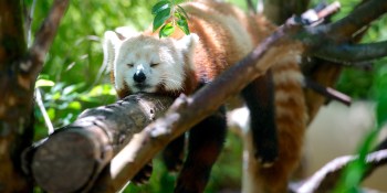 Your Pebble smartwatch now tracks long naps