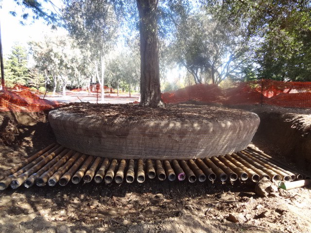 A tree being prepared for storage at the Apple Campus 2.