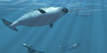 Forget unicorns — it’s all about the narwhal