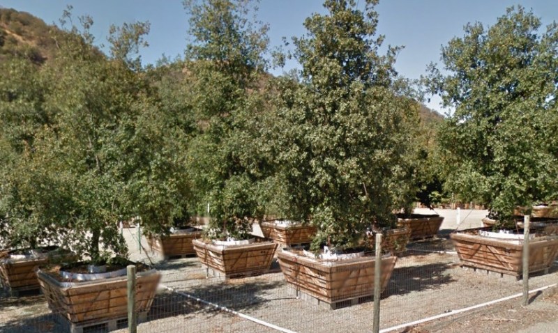 Apple Campus 2 trees being grown at the Valley Crest Nursery in Sunol. 