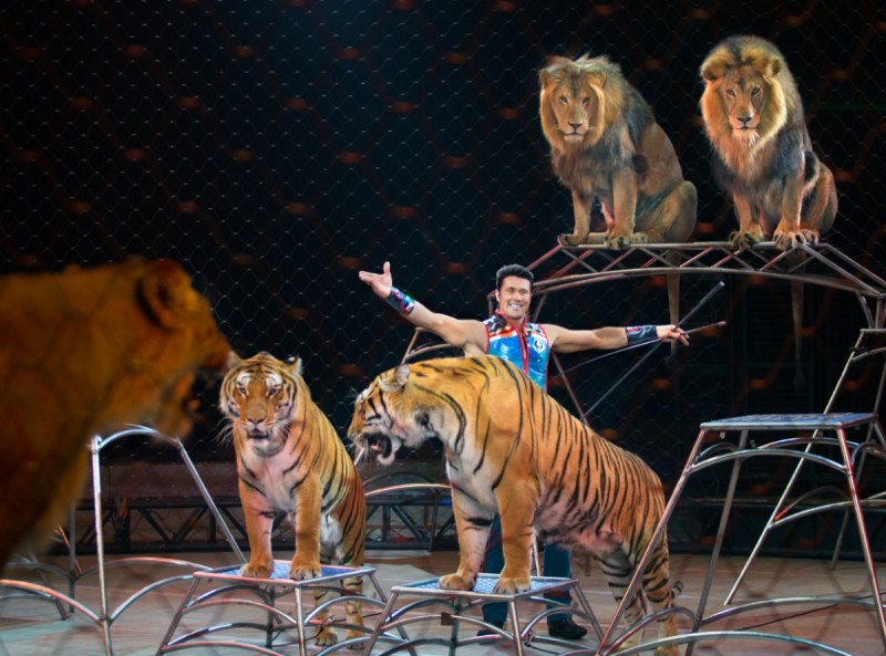 The big cats at the Ringling Bros. Barnum & Bailey Circus.