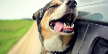 Move over, Cheezburger: Blog ‘written by animals’ fetches $2.3 million