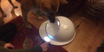 CleverPet tries to teach my dog to play a video game
