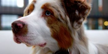 Jagger & Lewis launches Kickstarter for smart dog collar