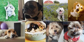 Twilio’s ShelterPal is an SMS bot that helps you adopt the right dog or cat