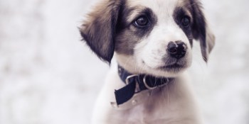 Why the Google Home speaker didn’t quite help me adopt a dog