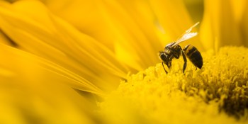Robotic bees could take the sting out of Colony Collapse Disorder