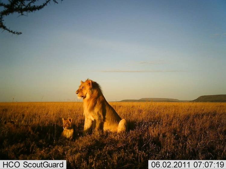 snapshot Serengeti