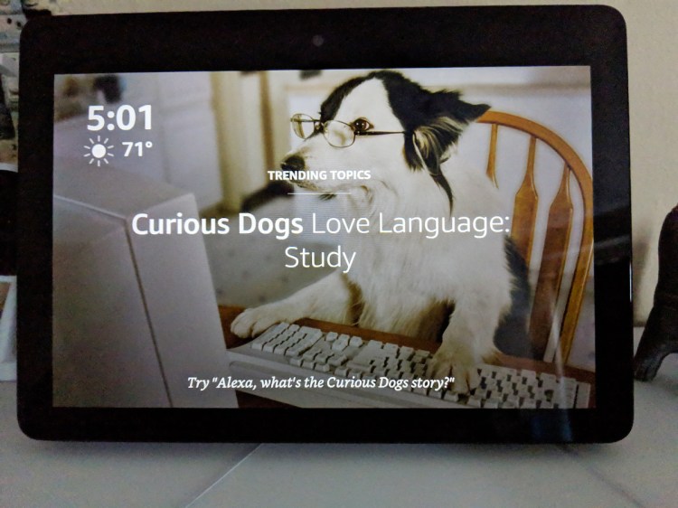 A news article about curious dogs that love language shared on the Amazon Echo Show home screen Oct. 