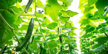 Microsoft researchers beat Tencent and Intel in autonomous greenhouse competition