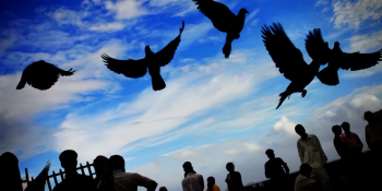 AI tracks migratory birds using weather radar