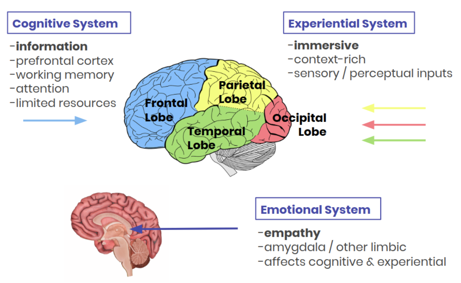 Multiple Learning Systems. image credit: IKONA