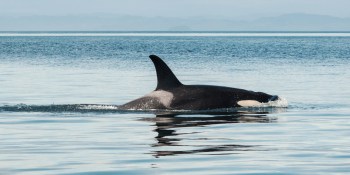 Google’s AI powers real-time orca tracking in Vancouver Bay