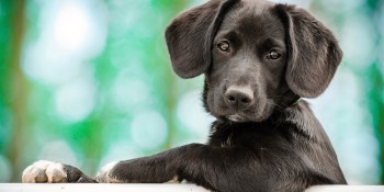 CBD for dogs: The 20 best CBD dog products to buy this year
