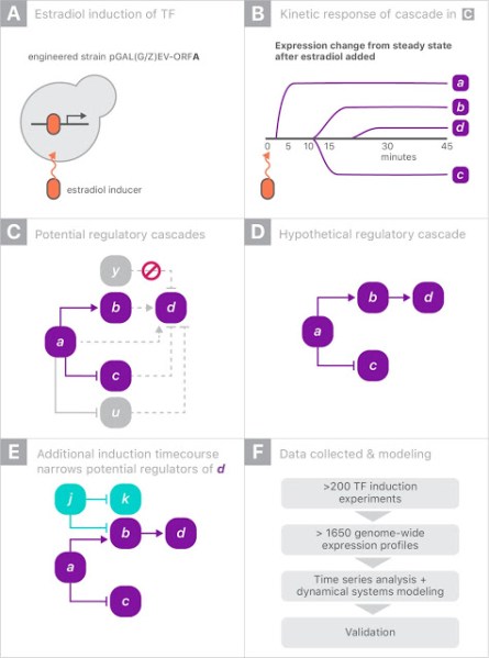 Google AI yeast gene regulation