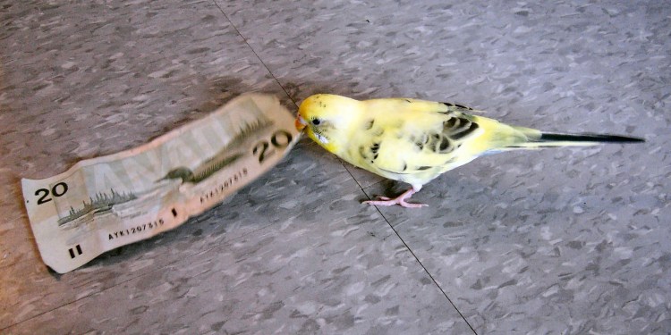 A bird with a $20 bill of Canadian money
