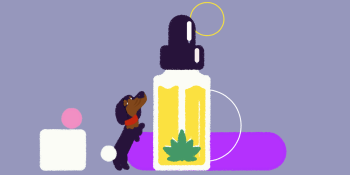 Top 3 CBD oils for dogs: 2020 review