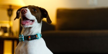 Researchers suggest AI can learn common sense from animals