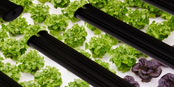 Bowery CTO Injong Rhee on the grand challenge of AI for indoor farming