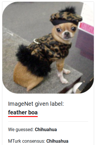 Chihuahua mislabeled as a feather boa