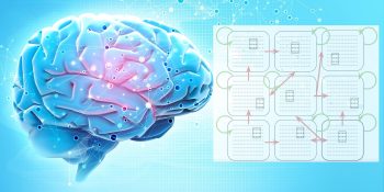 A simple model of the brain provides new directions for AI research