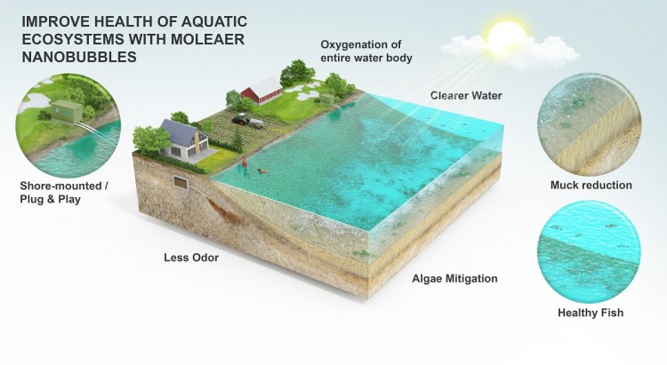 Moleaer's nanobubbles can have an amazing effect on water ecosystems.