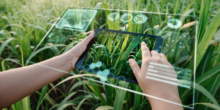 Female farm worker using digital tablet with virtual reality artificial intelligence (AI) for analyzing plant disease in sugarcane agriculture fields.