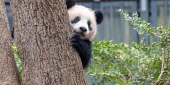 Ponder addresses Pandas scalability challenges with new tools